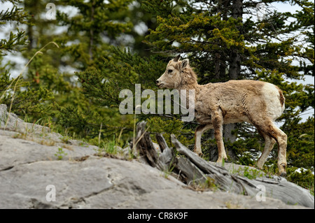 Bighorn Schafe (Ovis canadensis) Lamm zu Fuß auf einer Klippe Medicine Lake Jasper National Park, Alberta, Kanada Stockfoto