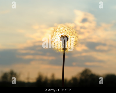 Löwenzahn auf dem Hintergrund des Sonnenuntergangs. Foto im Licht Stockfoto