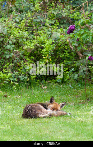 Eine städtische Rotfuchs (Vulpes Vulpes) zusammengerollt schläft auf dem Rasen eines Hauses in Südlondon. Stockfoto