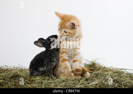 Ingwer-Kätzchen und Kaninchen Stockfoto