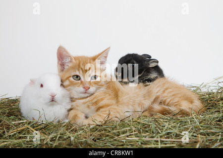 Ingwer-Kätzchen und Kaninchen Stockfoto