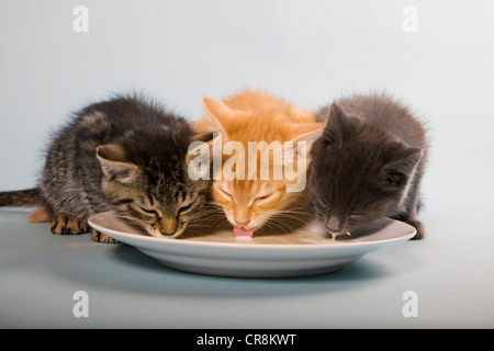 Drei Kätzchen trinken Milch aus Untertasse Stockfoto