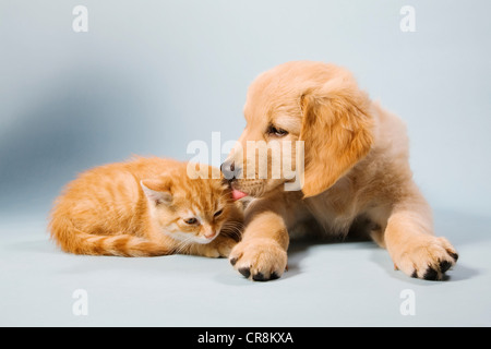 Hund und Katze liegend, Porträt Stockfoto