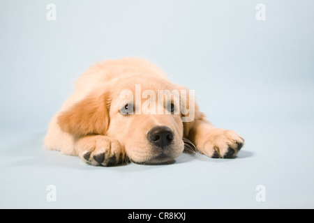 Niedlichen Welpen hinlegen, Porträt Stockfoto