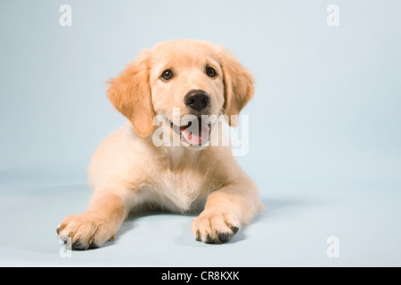 Niedlichen Welpen hinlegen, Porträt Stockfoto