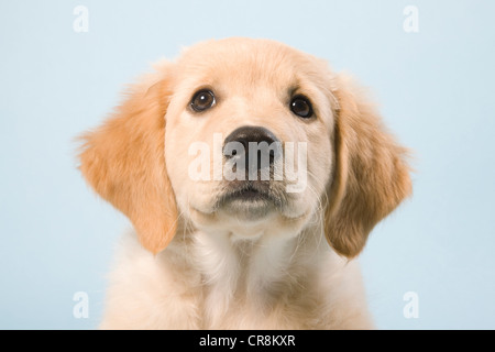 Niedlichen Welpen schließen sich, Porträt Stockfoto