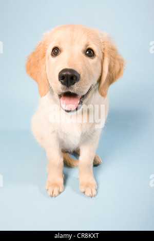 Niedlichen Welpen hohen Winkel, portrait Stockfoto