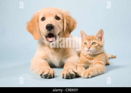 Hund und Katze liegend, Porträt Stockfoto