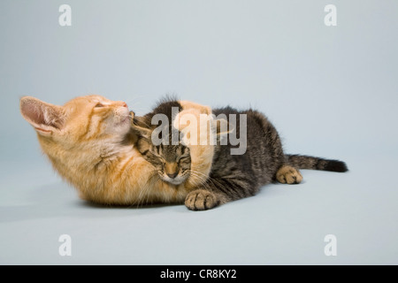 Zwei Katzen spielen kämpfen Stockfoto