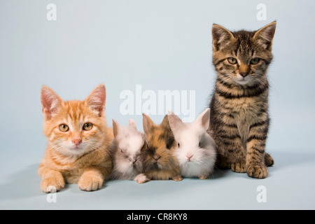 Katzen und Kaninchen Stockfoto