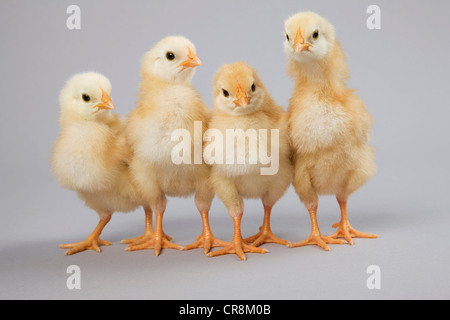 Vier Küken Frontansicht, Studioaufnahme Stockfoto