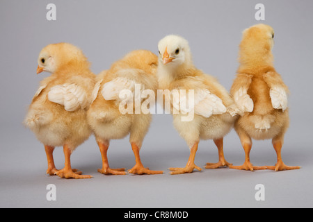 Vier Küken Rückansicht, Studioaufnahme Stockfoto