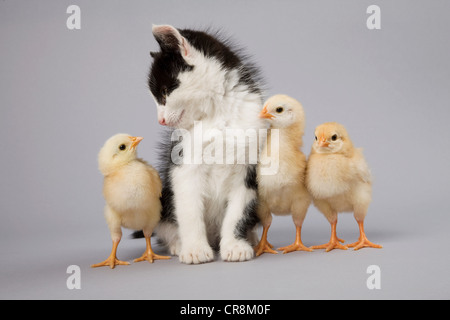 Kätzchen und Küken Stockfoto