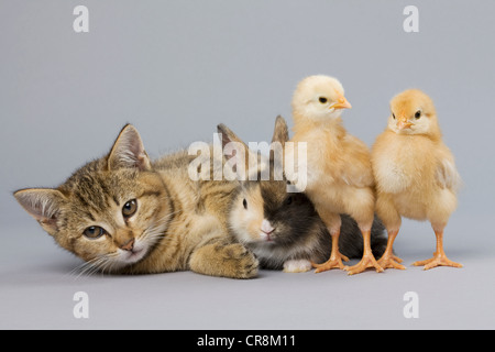 Kätzchen, Hasen und Küken Stockfoto