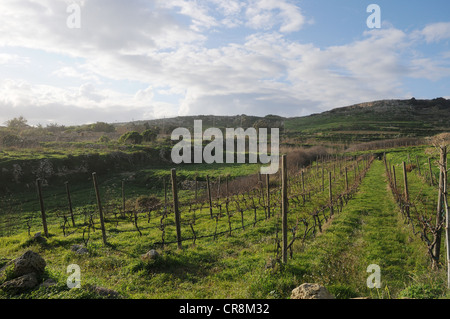 Grasbewachsenen Tal und Hügel mit landwirtschaftlichen Vegetation auf Reben angebaut. Stockfoto