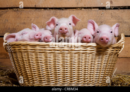 Fünf Ferkel in Korb Stockfoto