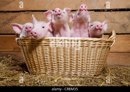 Fünf Ferkel in Korb Stockfoto