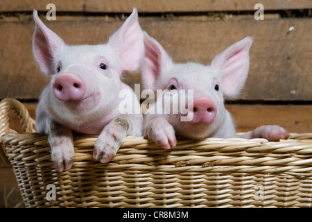 Zwei Ferkel in Korb, Nahaufnahme Stockfoto