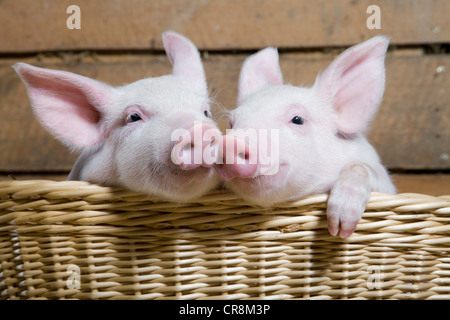 Zwei Ferkel in Korb, Nahaufnahme Stockfoto