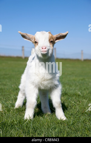 Ziege Kind im Feld Stockfoto