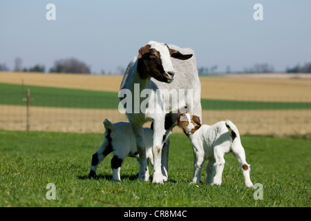 Zwei von der Mutter gesäugt Ziegenlämmer Stockfoto