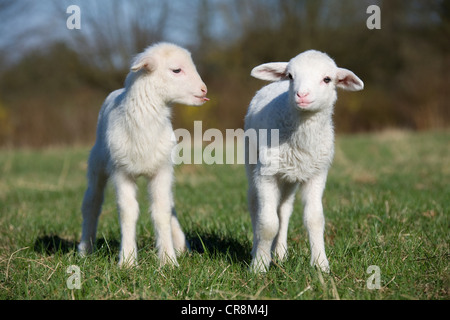 Zwei Lämmer im Feld Stockfoto