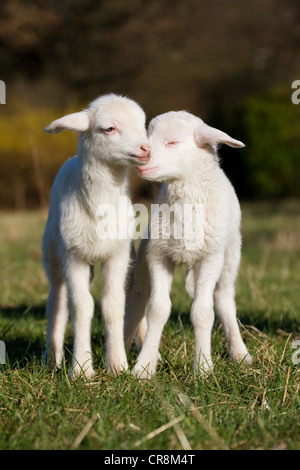 Zwei Lämmer im Feld Stockfoto