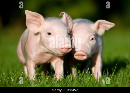 Zwei Ferkel auf dem Rasen Stockfoto