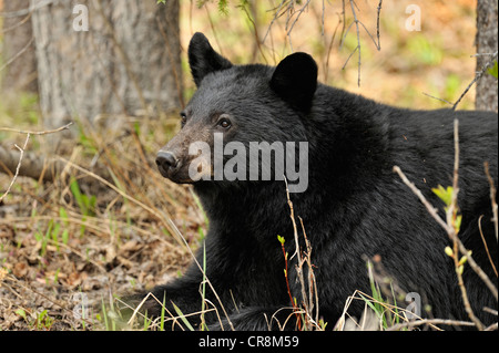 Amerikanische Schwarzbären (Ursus Americanus) ernähren sich von Gräsern und Löwenzahn im Frühling, Jasper Nationalpark, Alberta, Kanada Stockfoto