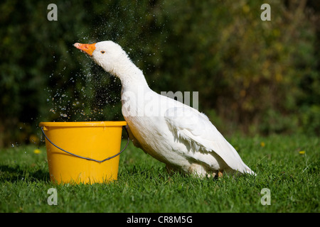 Gans mit Eimer mit Wasser Stockfoto