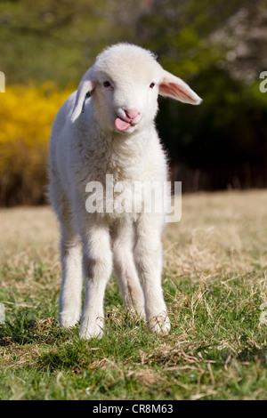 Lamm, stehend auf dem Rasen Stockfoto