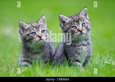 Zwei Kätzchen auf dem Rasen Stockfoto