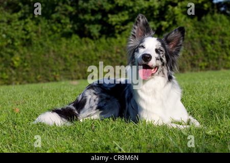 Hund auf dem Rasen liegend Stockfoto