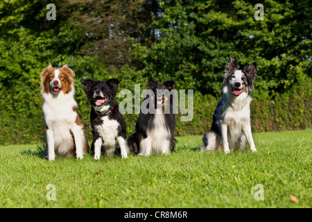 Vier Hunde sitzen auf Rasen Stockfoto