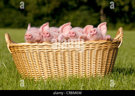 4 Ferkel in Korb Stockfoto