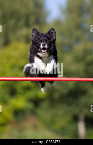 Hund springt über bar Stockfoto