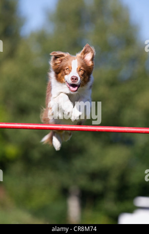 Hund springt über bar Stockfoto