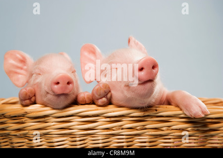 Zwei Ferkel in Korb Stockfoto