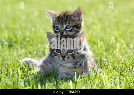 Zwei Kätzchen auf dem Rasen Stockfoto