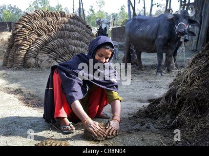 Cow´s Dung ist abgeflacht, Pfannkuchen und getrocknet, um als Brennstoff Feuer verwendet werden. Chunnawala Dorf, Rampur Region, Uttar Pradesh, Indien Stockfoto