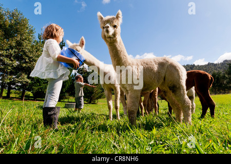 Kinder füttern Alpakas im Feld Stockfoto