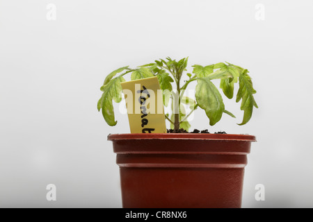 Tomatenpflanze wächst in Blumentopf Stockfoto