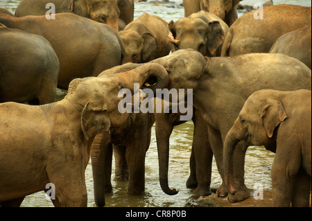 Elefanten Baden, Elefantenwaisenhaus, Pinnawala, Sri Lanka Stockfoto