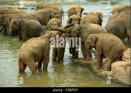 Elefanten Baden, Elefantenwaisenhaus, Pinnawala, Sri Lanka Stockfoto