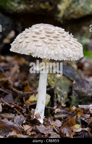 Parasol Pilz Macrolepiota Procera im Blatt Wurf Buche Wald. Oxfordshire, Vereinigtes Königreich. Stockfoto