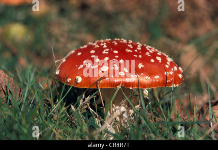 Agaric, Amanita muscaria im Grünland Fliegen Stockfoto