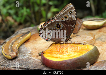 Captive Blue Morpho Morpho Peleides Schmetterling Fütterung auf Obst Stockfoto