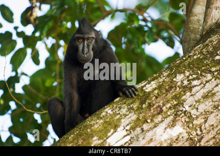 Celebes Crested Macaque (Macaca Nigra) auf einen Baum, Tangkoko Nationalpark, Sulawesi, Indonesien, Asien Stockfoto