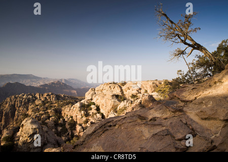 Schräg wachsenden Baum, Dana Nature Reserve, Jordanien, Naher Osten, Asien Stockfoto