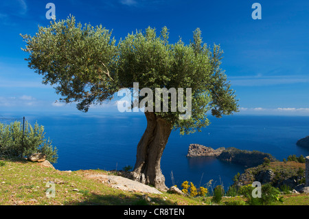 Olivenbaum (Olea Europaea) auf Miramar Anwesen und Landzunge von Sa Foradada, in der Nähe von Valldemossa, Mallorca, Balearen, Spanien Stockfoto